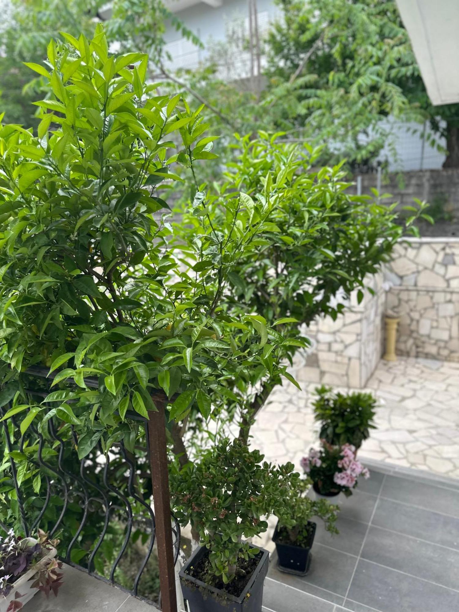 Villa Braho Gjirokastër Екстериор снимка